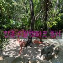 거북조경 | [칸쿤] 신혼여행 2일차 스칼렛파크(Xcaret Park) 후기와 꿀팁 그리고 중식 메르카도 산 후안 후기