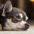 청라루비동물병원 이미지