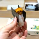 꽃을주는사람 | [안양/범계] 계절을 담아 푸짐하게 내어주는 스시야, 스시 호월 후기