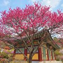 새소망정형외과빌딩 | 2026 서울 봉은사 홍매화 개화시기 총정리, 명소·꽃말·축제 정보까지