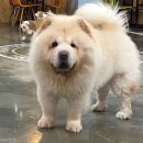 퍼피마마 이미지