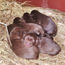 금옥이네 이미지