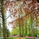 Keukenhof Flower Festiva ( 유럽 네덜란드 쾨켄호프 꽃 축제) 이미지