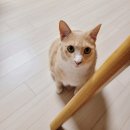 록희 | 고양이 구강 영양제 하이드롭 플러스 내돈내산 후기