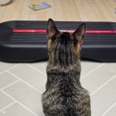 양이펀치 이미지