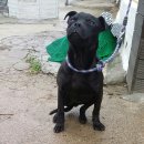 똥강아지 이미지