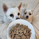 그린테일(GREENTAIL) | 강아지습식사료 추천 유기농 인증받은 '오킷' 유기농 닭고기 화식