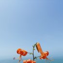 서도중학교 볼음분교 | 생명과 평화의 섬, 강화 볼음도