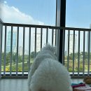 유앤퍼피 이미지