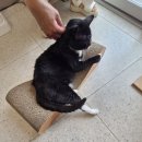 코코넛그루브