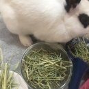 그린피드 이미지