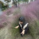 단양,제천 고운골남한강갈대숲 가을여행 필수코스