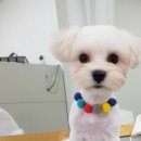 베리펫살롱 이미지