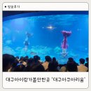인어 | 대구아이랑가볼만한곳 추천! 대구아쿠아리움 할인 꿀팁부터 인어쇼 후기까지