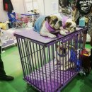 펫테이블 이미지