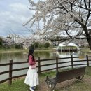 양산호수공원 | [ 광주벚꽃명소 ] 광주 양산호수공원 26.03.31 벚꽃 만개