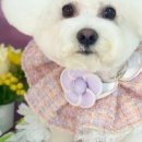 꼬맹이네 멍발소 이미지