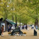 중앙로 메타세콰이아길 이미지