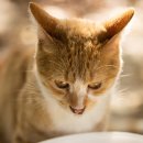 땅콩동물병원 이미지