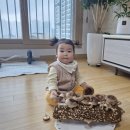 채은농장 Daum카페