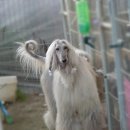 퍼피프린스 이미지