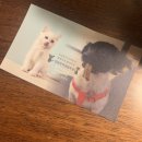 집밥먹개 집밥먹냥 이미지