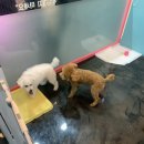 다정하개 이미지