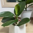 꽃나라화원 | 일상] 소피아 고무나무 가지치기 하면서 구매한 화분! 시흥 식물나라(식물꽃나라) 화분 구매 내돈내산 후기