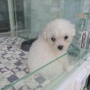 퍼피루미 옥정점 이미지