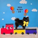 애견취향 | 안산 애견미용 - 취향저격 포메라니언 라이언컷 후기 [러비더비]