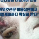 늘푸른 애견샵 이미지