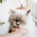 독한고양이 이미지