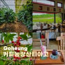 참다래농장 | 전남 고흥 가볼만한곳 커피농장 산티아고 카페