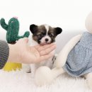 레드앤화이트독 이미지