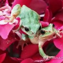 청개구리 이미지