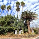 비스비제주 앤 팜빌리지 | 제주도 착한가격 펜션, 남자친구와 다녀온 비스비제주 앤 팜빌리지 여행 후기