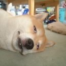 앙큼