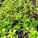 으뜸농약 이미지