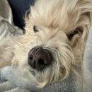 (주) 펫앤미 | 11월 4주차 주간일기 / 크리스마스 카페투어와 일산펫페어 메가주