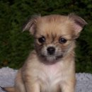 하얀강아지 이미지