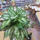 농소초교 병설유치원 이미지