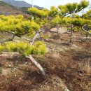 황금소나무 이미지