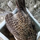 예민꿩농장 이미지