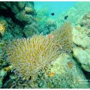 산호 이미지