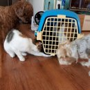 한림동물병원 이미지