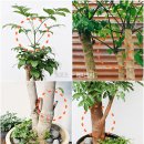 해피트리 이미지