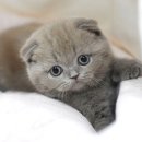 (주)캣프렌즈 이미지