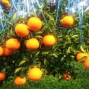 유황농장 이미지