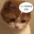 티에이 이미지