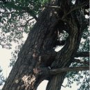 울진소나무 이미지